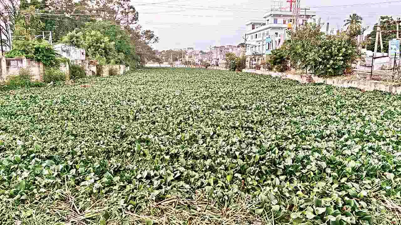 కేసీలో గుర్రపు డెక్క