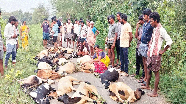 మేతకు వెళ్లి.. యూరియా తిని  