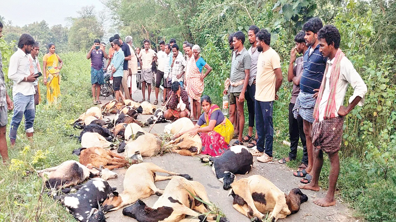 మేతకు వెళ్లి.. యూరియా తిని