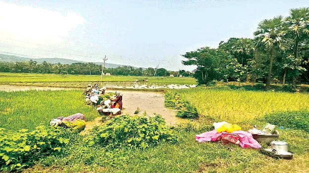 Will there be a yield?  దిగుబడి వస్తుందా?