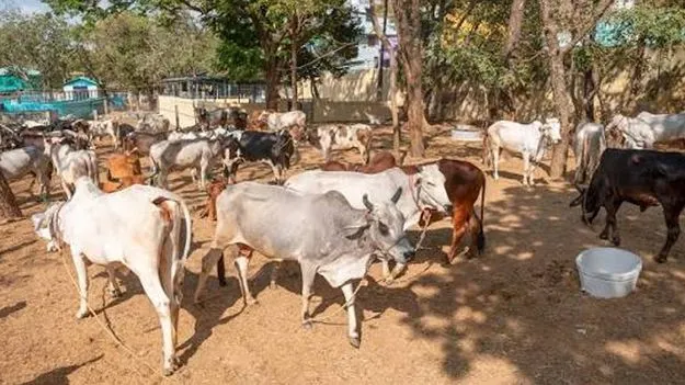 అంతర్జాతీయ ప్రమాణాలతో గోశాలల అభివృద్ధి 