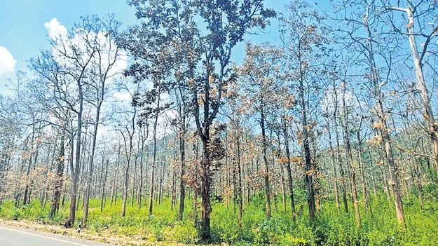 టేకు వనాలకు తెగులు