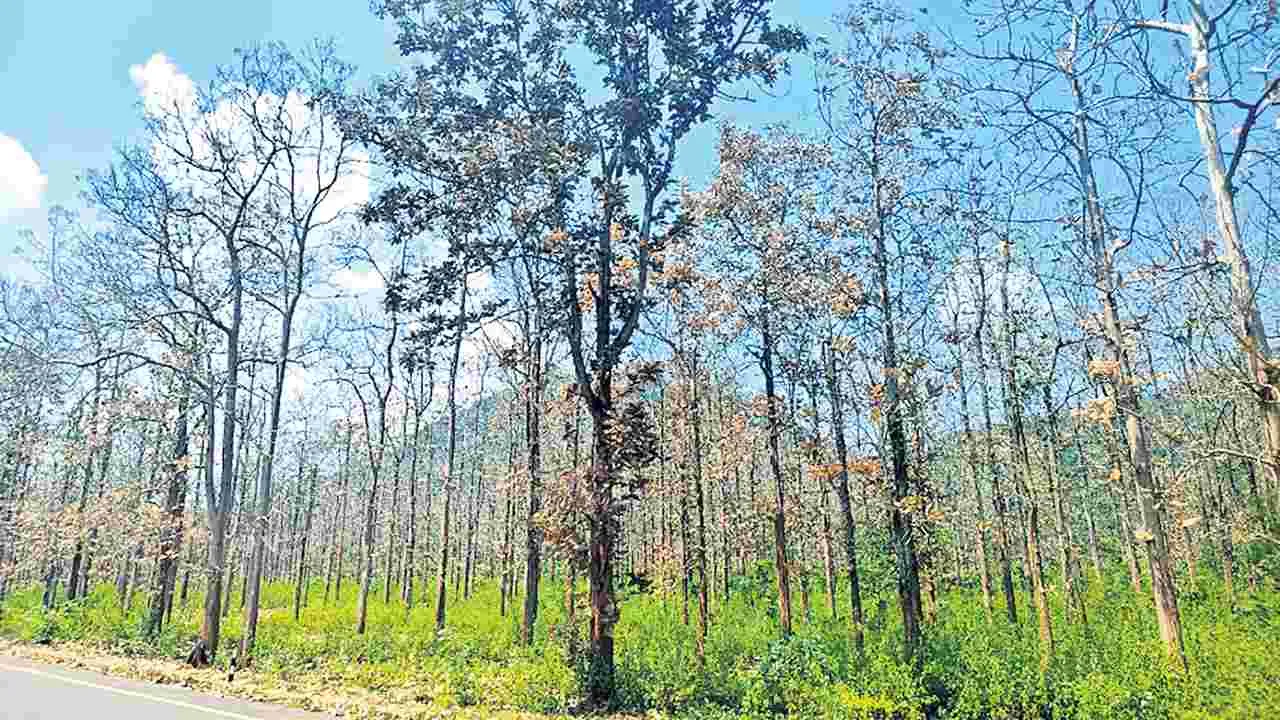 టేకు వనాలకు తెగులు