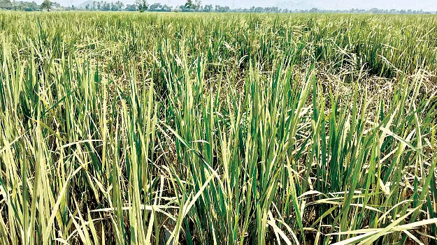 వరి పైరుకు కుళ్లు తెగులు