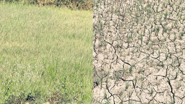ఖరీఫ్‌కు ఎల్‌నినో దెబ్బ