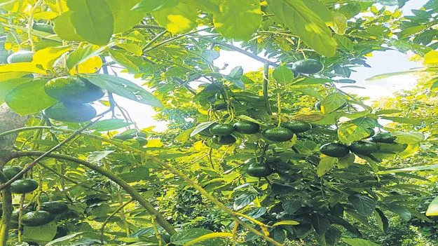 విరగ్గాసిన అవకాడో