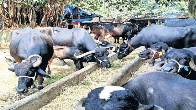 పాడి పశువులకూ బీమా రాయితీ