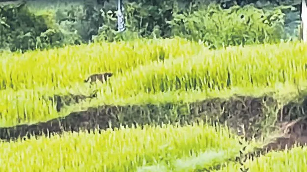 పొలాల్లో చిరుత ప్రత్యక్షం 