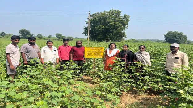  Mancherial:   పత్తి సాగులో అధిక సాంద్రత విధానంతో సత్ఫలితాలు