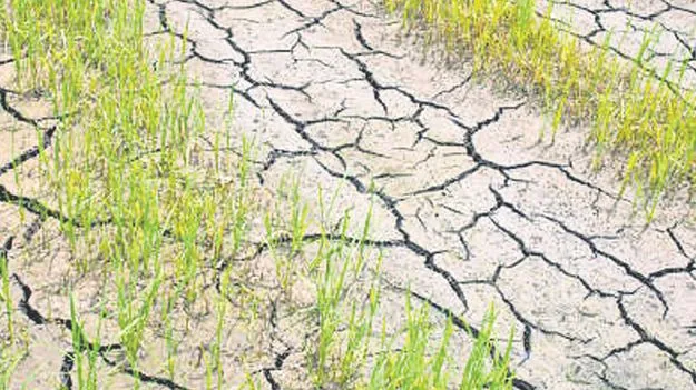 513 మండలాల్లో కరువు ఛాయలు