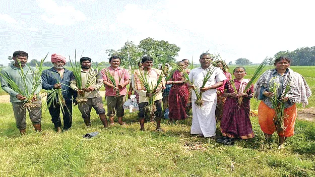 Uproar over spurious seeds in Jakkuva! జక్కువలో నకిలీ విత్తన కలకలం !