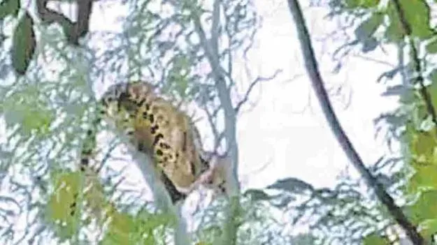 తిరుమల నడక మార్గంలో చిరుత కలకలం