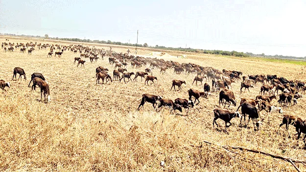 మూగ రోదన