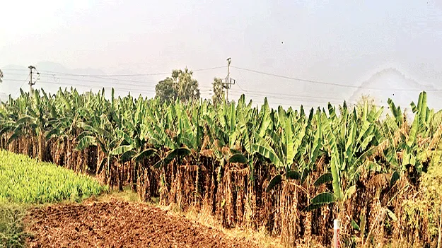ఎండిపోతున్న అరటి మొక్కలు