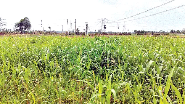 పశుగ్రాసం పెంచుదాం.. 