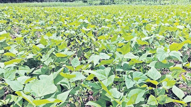 రాజ్‌మా విత్తనాలేవి?