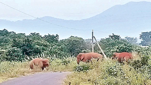 వంటపాకల ధ్వంసం