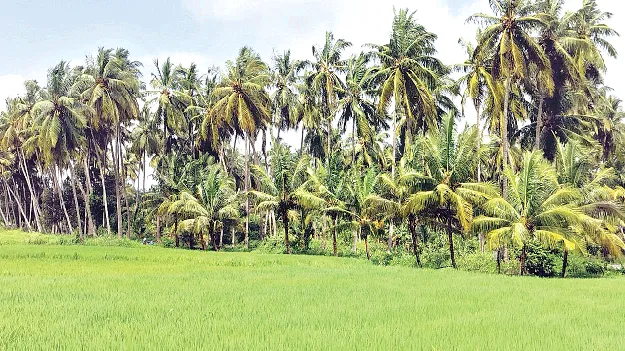 20 కోట్ల నుంచి 8 కోట్లకు