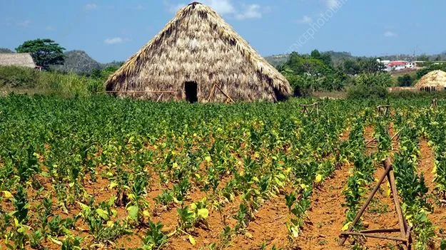 పొగాకు రైతులకు కేంద్రం తీపి కబురు