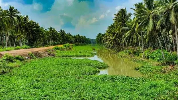అటవీకరణకు సముద్ర భూమి