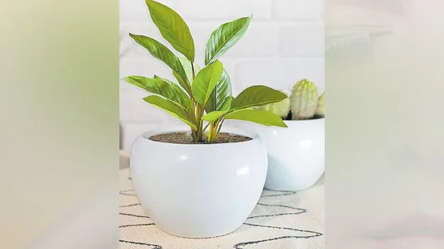 కొత్తగా మొక్కలు నాటారా..?