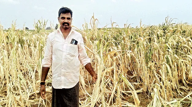 పంటలపై ఎల్‌నినో కాటు..