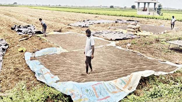 మినుము రైతుకు కష్టం