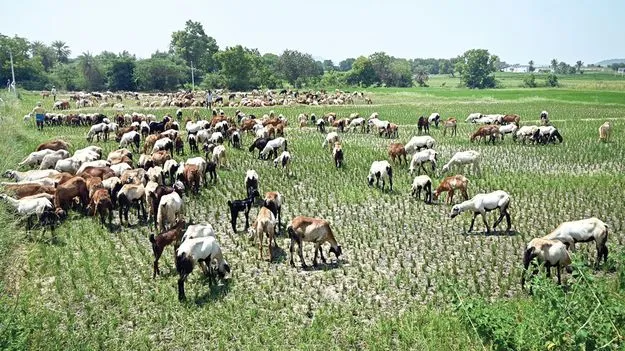 అన్నదాత కన్నీటి గోస