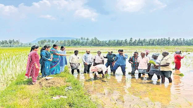 కరువుపై క్షేత్రస్థాయి పరిశీలన