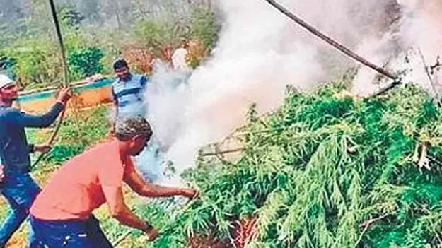 గంజాయి పంట ధ్వంసం చేసిన గిరిజనులు