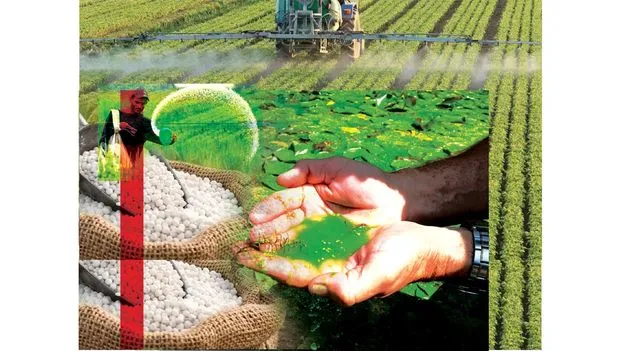 యూరియా ఖర్చు తగ్గించే ‘బ్లూ గ్రీన్ ఆల్గే
