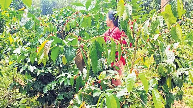 మన్యంలో కాఫీ పండ్ల సేకరణ షురూ!