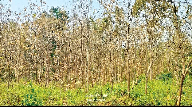 టేకుచెట్లు ఎండిపోతున్నాయ్‌