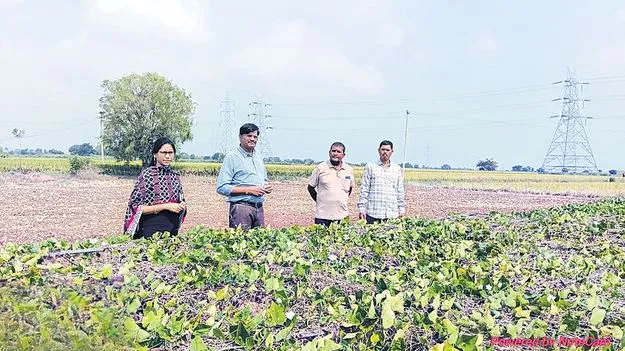 తోటలను పరిశీలించిన ఉద్యానశాఖ అధికారులు