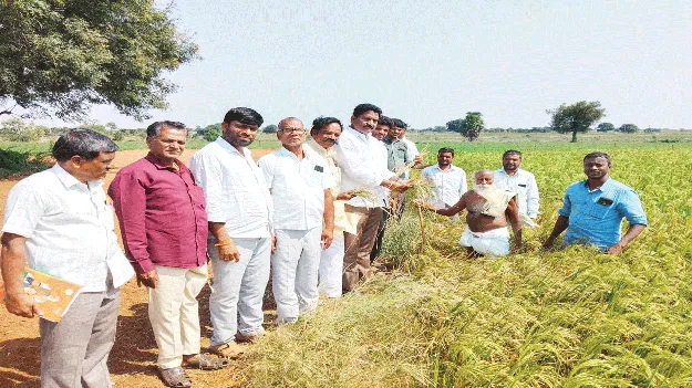 విద్యుత్‌ కోతలతో ఎండుతున్న పంటలు