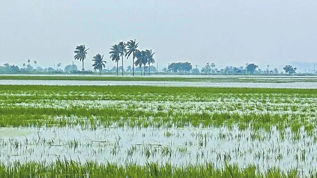 పంట నష్టాలు
