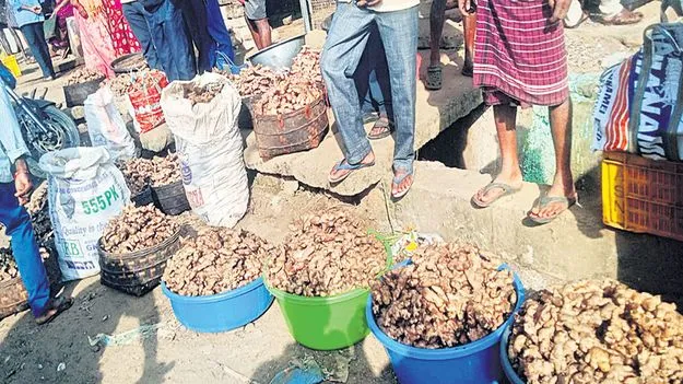 అల్లం ధర పతనం