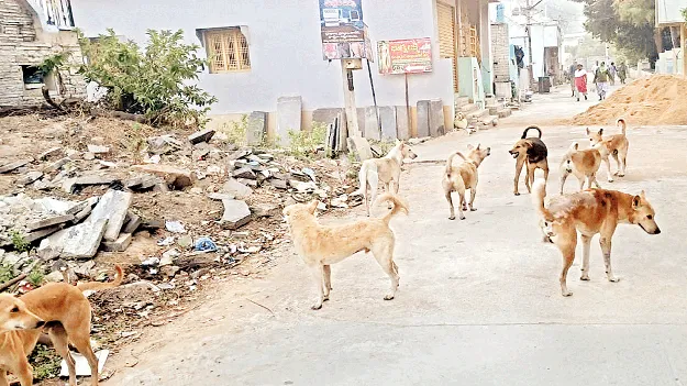 వీధి కుక్కలతో బెంబేలు