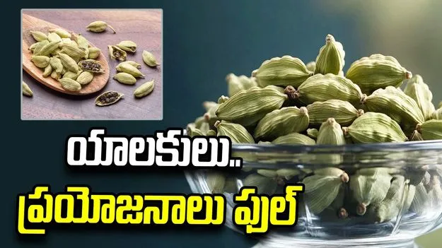 నిద్రపోయే ముందు రెండు యాలకులు నమిలితే ఇన్ని ప్రయోజనాలా..? 