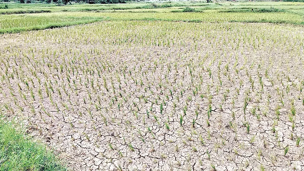 How is the Kharif season ? ఖరీఫ్‌ ఎలా?