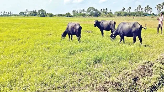 వర్షం లోటు.. పంటకు చేటు! 