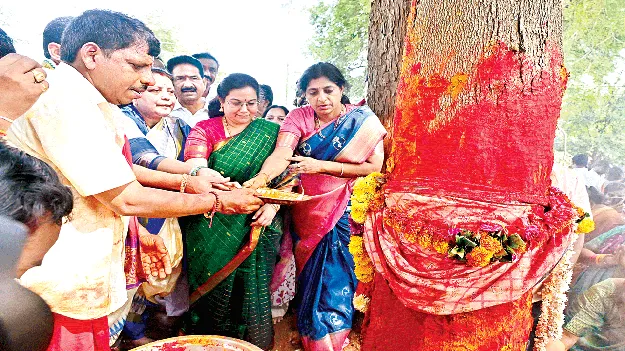 Grand rituals performed for the Sirimanu tree. సిరిమాను చెట్టుకు  వైభవంగా పూజలు 