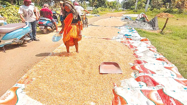 Lack of ‘Support’ for Maizeమొక్కజొన్నకు ‘మద్దతు’ కరువు