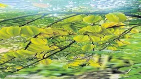 విరగ్గాసిన స్టార్‌ ఫ్రూట్స్‌ 