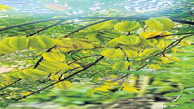 విరగ్గాసిన స్టార్‌ ఫ్రూట్స్‌ 