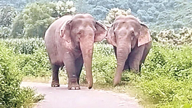 కదలని ఏనుగులు