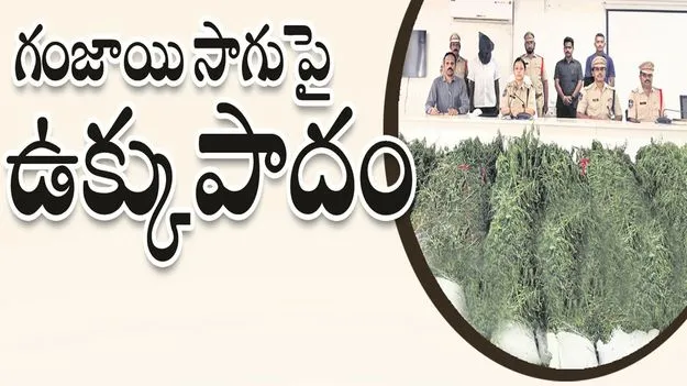 kumaram bheem asifabad- గంజాయి సాగుపై పోలీసుల ఉక్కుపాదం