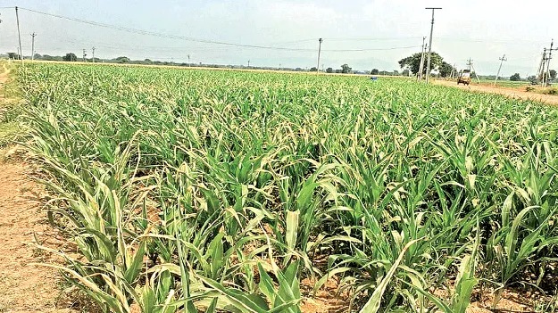 ఎల్‌నినో దెబ్బకు రైతు విలవిల