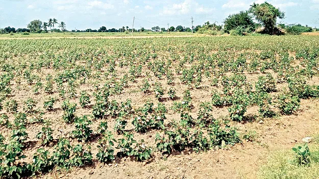 ఏడిపిస్తున్న ఎల్‌నినో