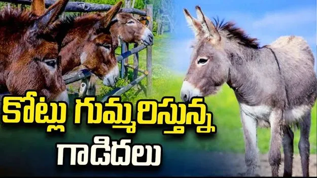 పాకిస్థాన్‌పై డబ్బుల వర్షం కురిపిస్తున్న గాడిదలు.. ఎలాగంటే?